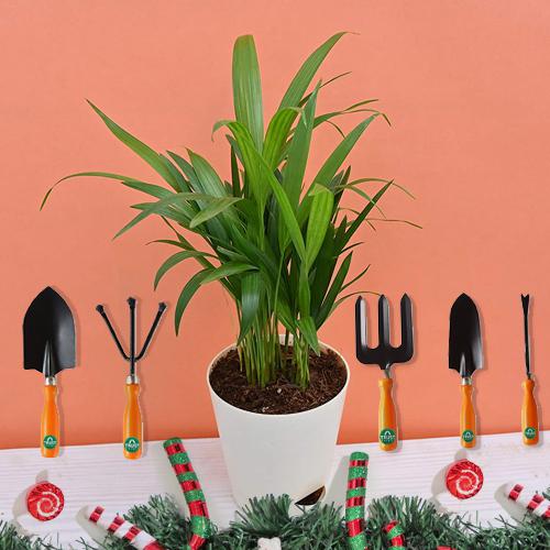 Stunning Xmas Gift of Areca Plant with Gardening Tool Kit
