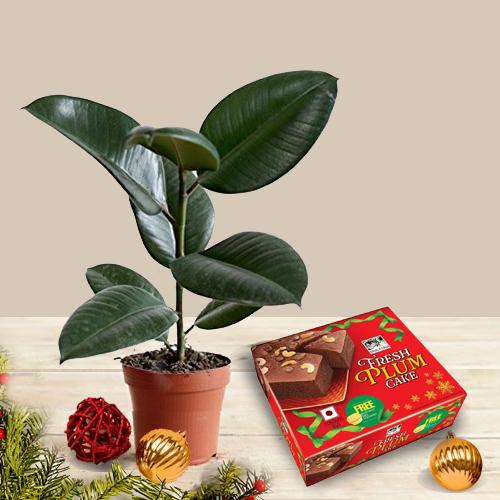 Lovely Xmas Gift of Rubber Fig Live Plant with Plum Cake