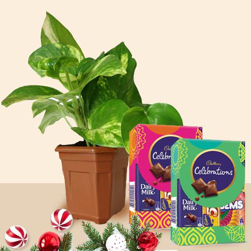 Ambrosial Xmas Gift of Money Plant in Pot with Assorted Cadbury Chocolates