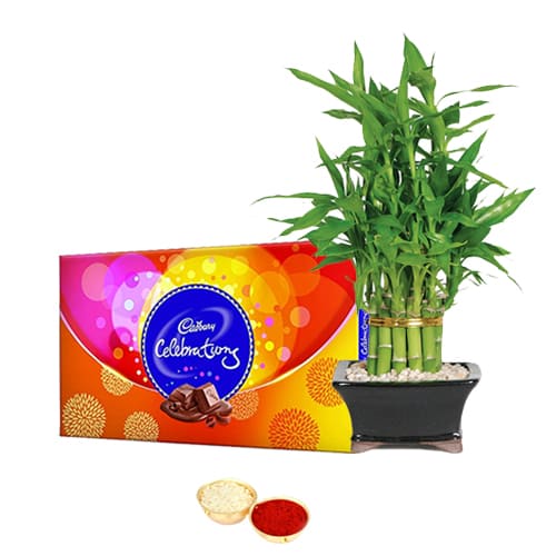 Yummy Cadbury celebrations N Bamboo Plant