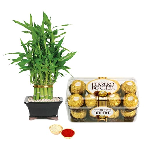 Delectable Ferrero Rocher Chocos N Bamboo Plant