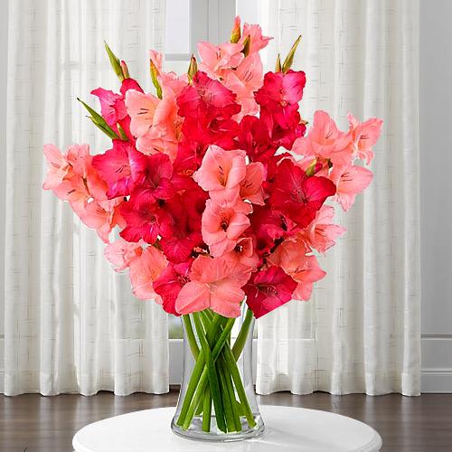 Delicate Pinkish Delight Gladiolus in a Glass Vase