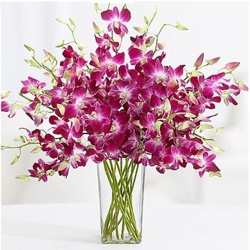 Charming Purple Orchids in Glass Vase