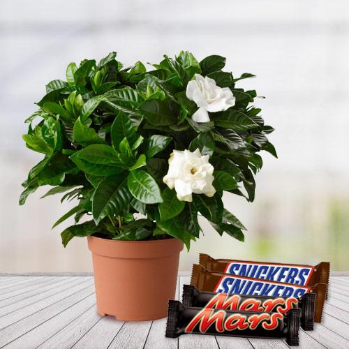 Good Luck Jasmine Flowering Plant N Chocolate Duo