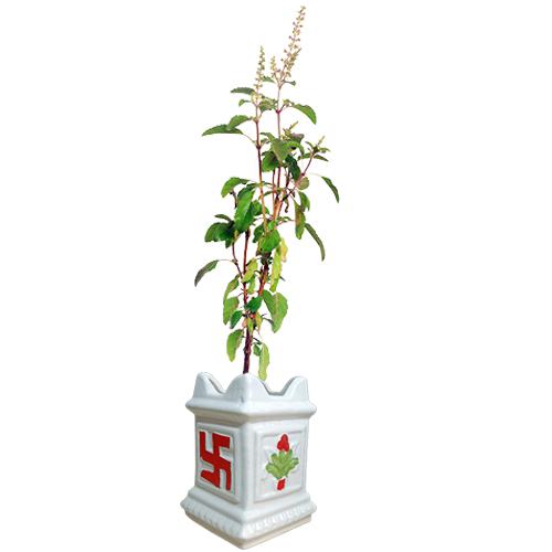 Holy Tulsi Plant in Ceramic Pot