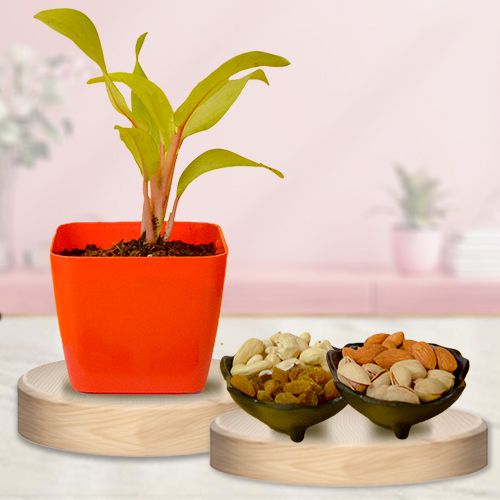 Air Purifying Philodendron Plant n Nutty Duo