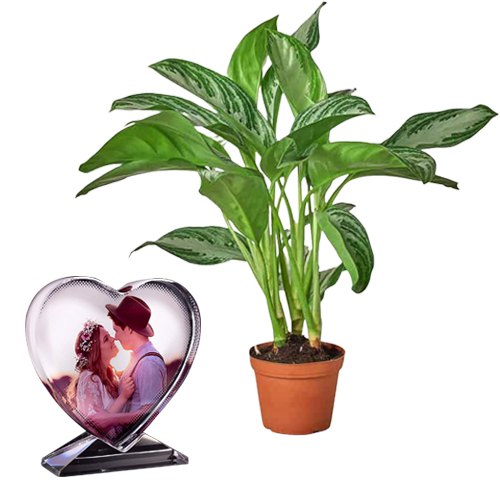 Air Purifying Aglaonema Modestum n Personalised Heart Glass Table Top Pair