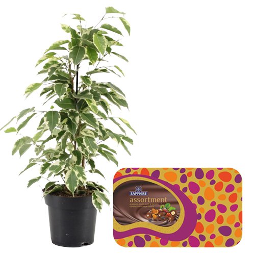 Air Purifying Weeping Fig Plant n Chocolaty Nuts Pair