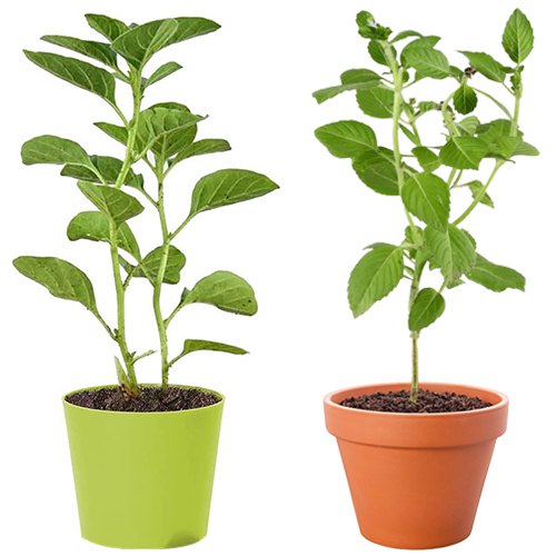 Attractive pair of Vringraj N Ashwagandha Plant