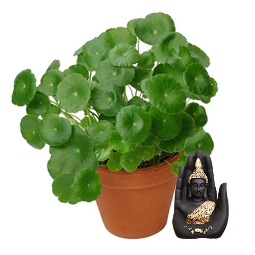 Alluring Brahmi Plant with Handcrafted Palm Buddha