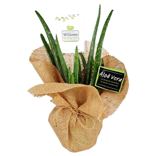 Charming Jute Wrapped Aloe Vera Plant Gift