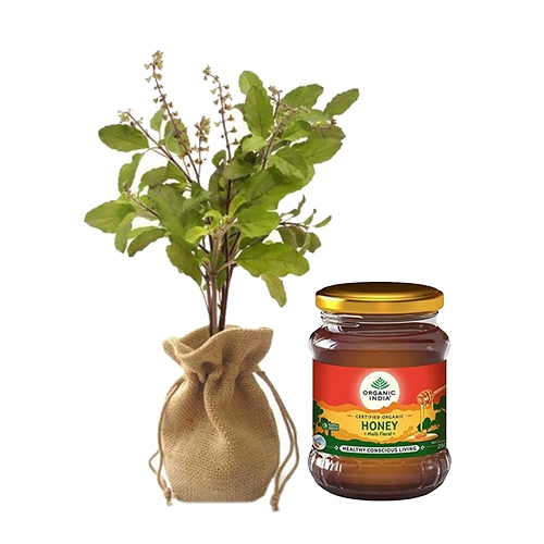 Heavenly Present of Jute Wrapped Tulsi Plant N Organic India Honey