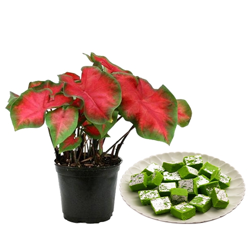 Classic Pair of Caladiums Plant N Mawa Pista Barfi