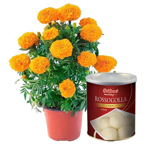 Beautiful Marigold Plant N Rasgulla Duo