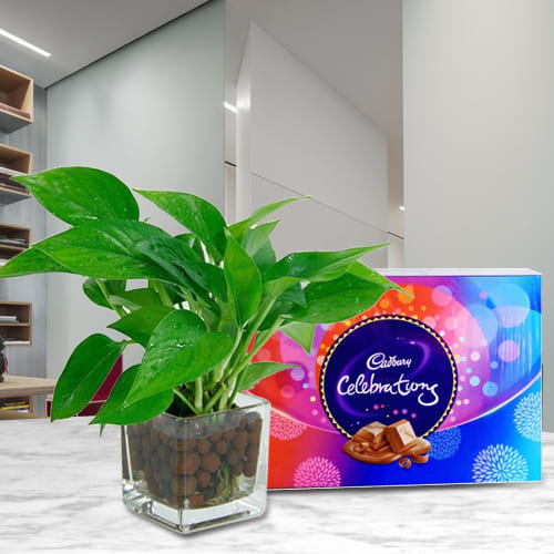 Exclusive Money Plant in Glass Vase with Cadbury Celebrations Pack