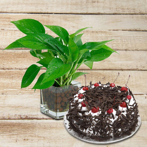 Marvelous Money Plant in Glass Pot with Black Forest Cake
