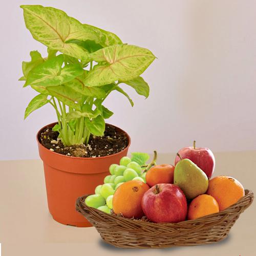 Garden Fresh Fruit Basket N Air Purifying Plant Combo