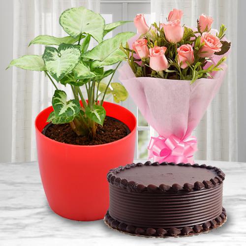 Ever Blooming Syngonium Plant with Cake N Rose Bouquet