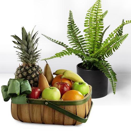 Go Green Air Purifier Bostern Fern with Seasonal Fruits