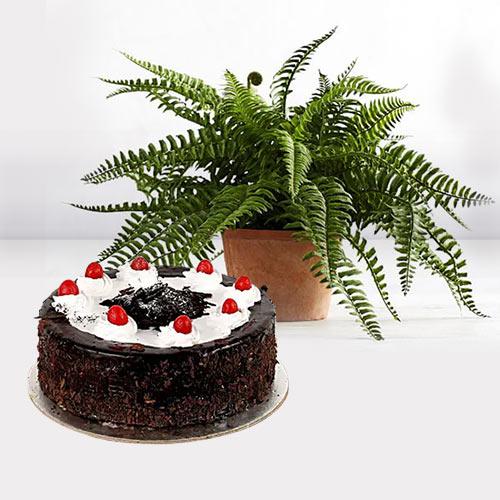 Beautiful Gift of Indoor Air Purifier Plant with Cake