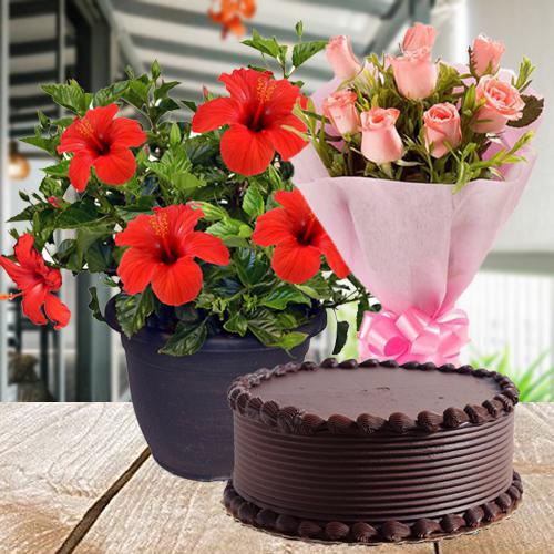 Evergreen Plant Gift with Affectionate Greetings