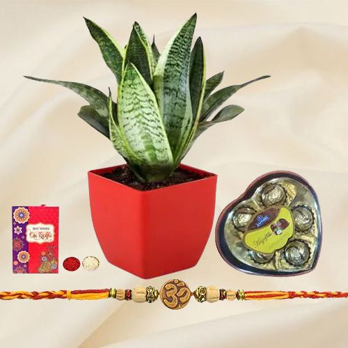 Beautiful Snake Plant in Plastic Pot with Om Rakhi